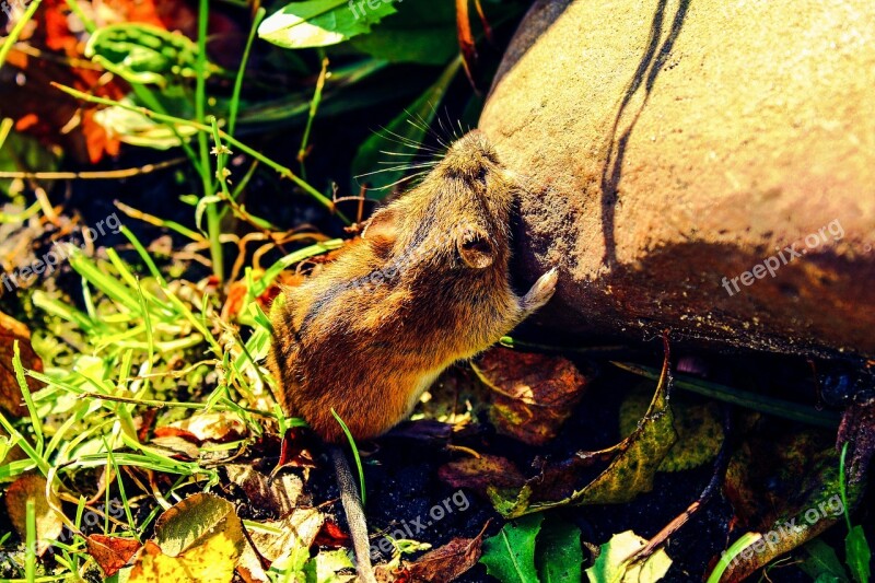 Mouse Field Mouse Mammal Apodemus Agrarius Garden