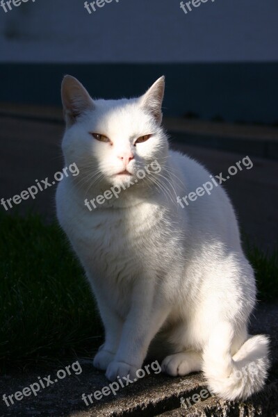 Cat Pet Animal Mammal White