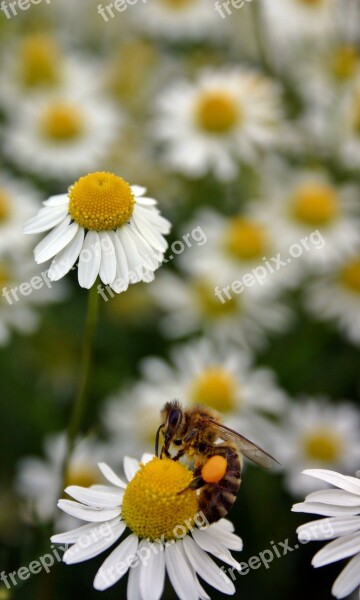 Bee Honey Bee Pollen Insect Close Up