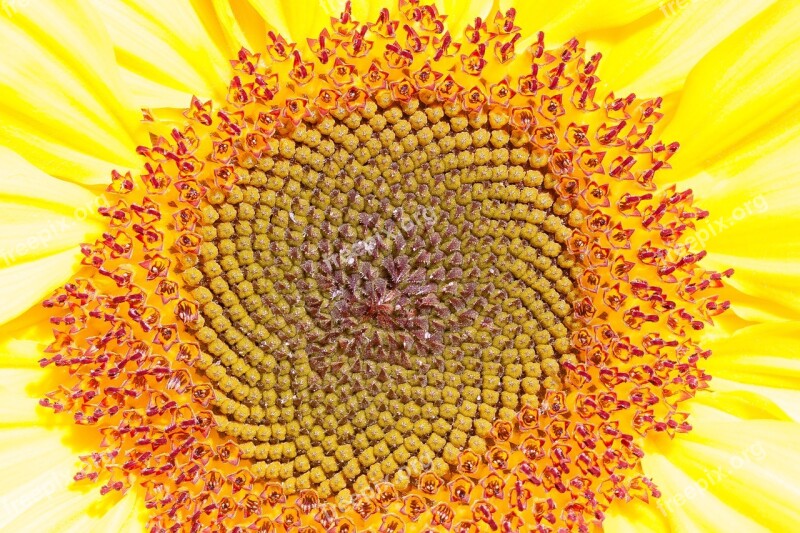 Sunflower Helianthus Annuus Flower Nature Plant