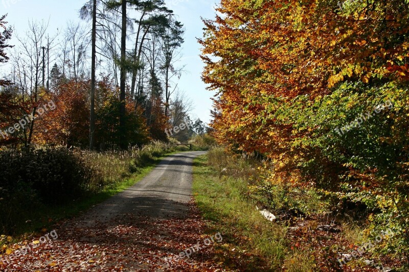 Forest Forest Path Nature Tree Autumn