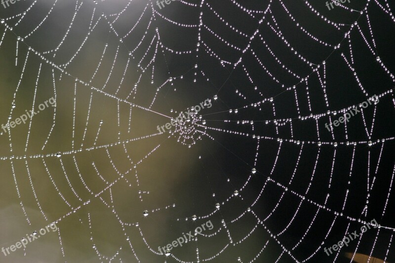 Cobweb Nature Web Dew Dewdrop