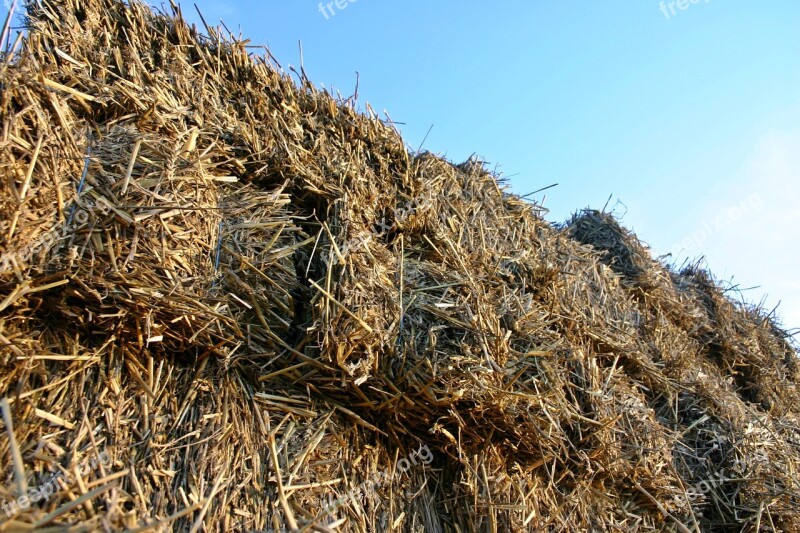 Straw Dare Straw Bales Agriculture Rural