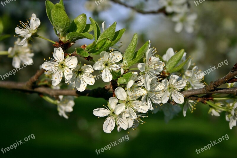 Plum Blossom Bloom Plum Blossom Tree