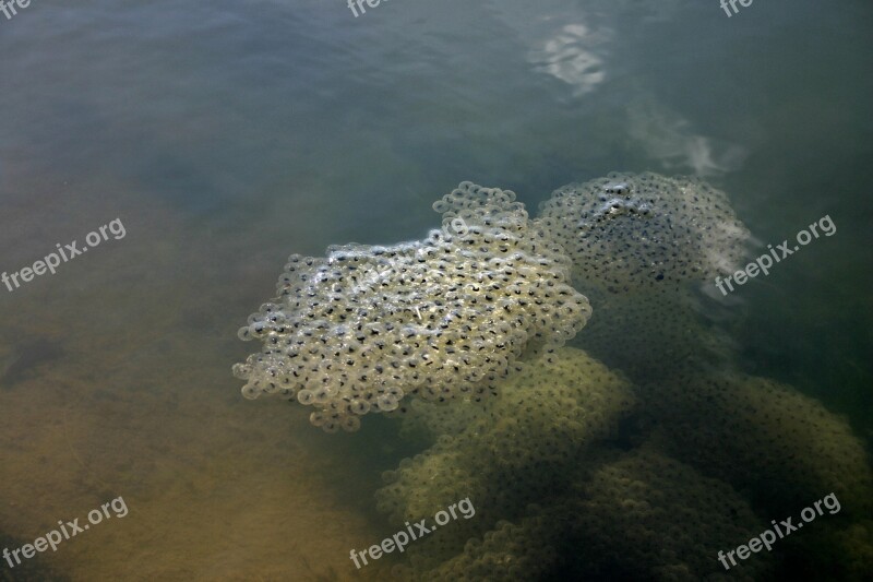 Frog Spawn Spawn Egg Water Pond