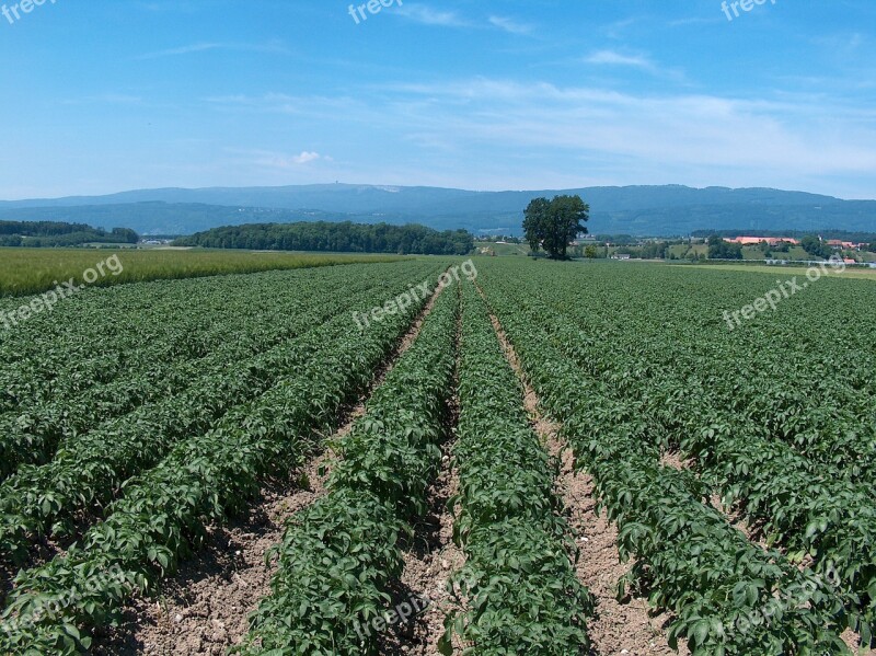 Potatoes Potato Field Agriculture Free Photos