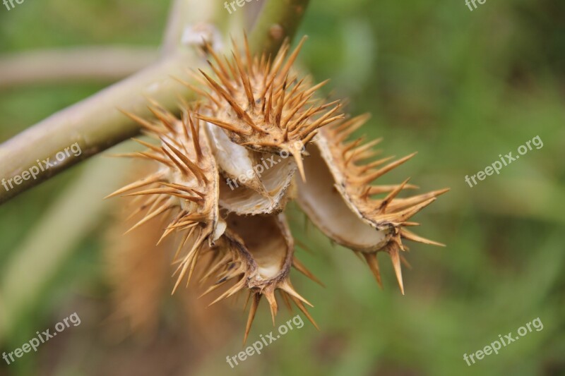 Thorns Flower Thorny Flora Yellow