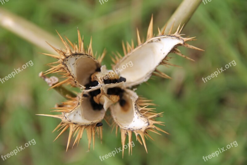 Flower Thorns Thorny Flora Yellow