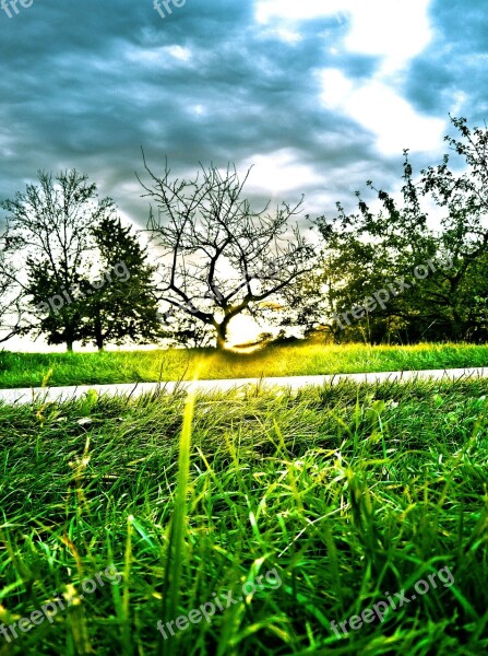 Sunset Orchard Landscape Fruit Tree Hdr