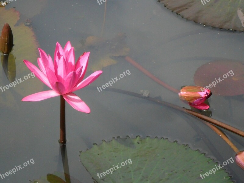 Lotus Flower Pink Free Photos