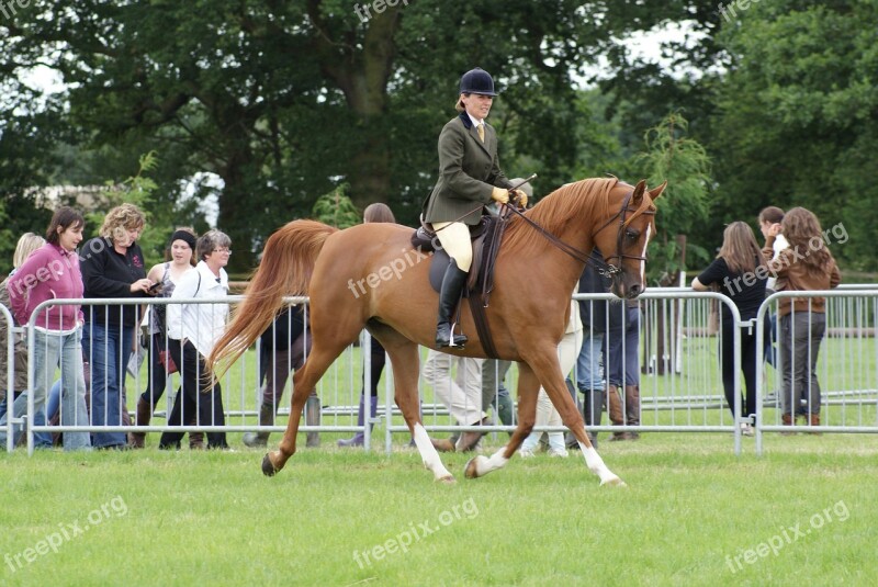 Horse Riding Showing Ridden Arab Chestnut Arab