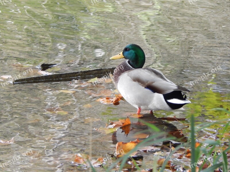 Ducks Pond Water Free Photos