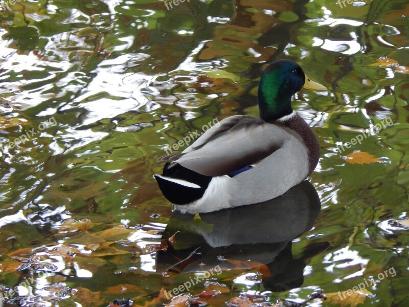 Ducks Pond Water Free Photos