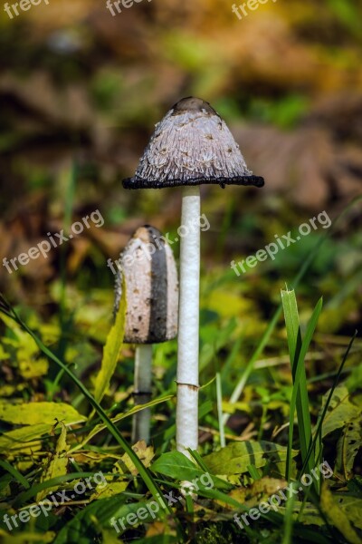 Mushroom Coprinus Coprinus Comatus Nature Excursion