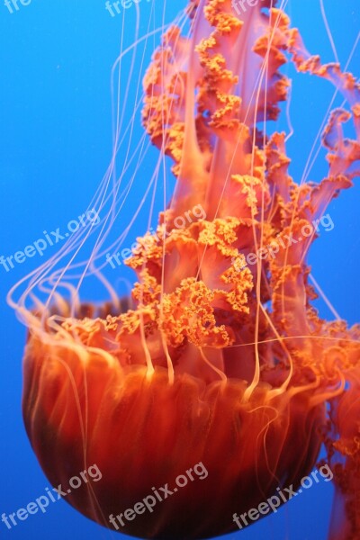 Blue Orange Ocean Jelly Fish Free Photos