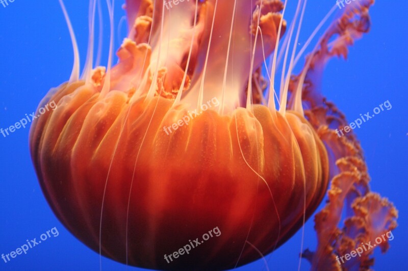 Jelly Fish Ocean Water Free Photos