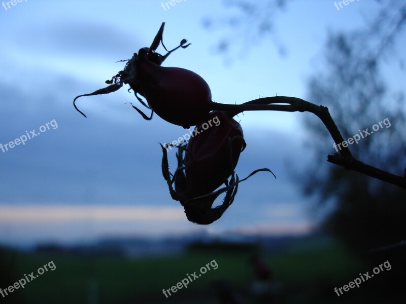 Rose Hip Nature Plant Sunset Sky