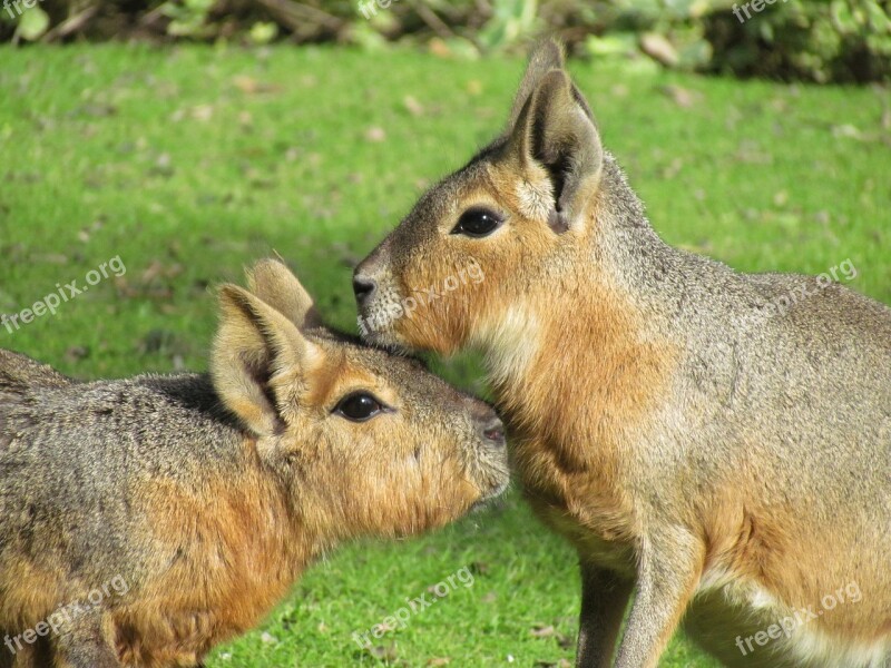 Animal Couple Grass Mammal Maras