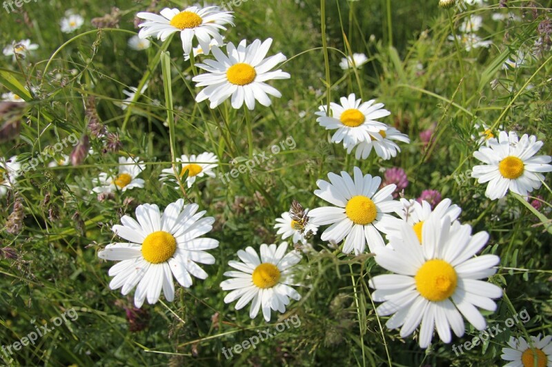 Chamomile Glade Greens Flowers Free Photos