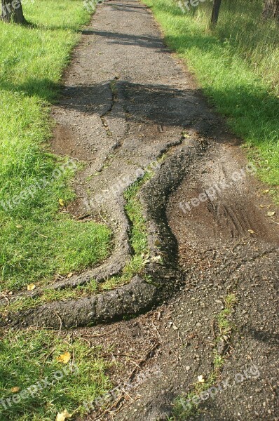 Path Asphalt Root Cracked Grass