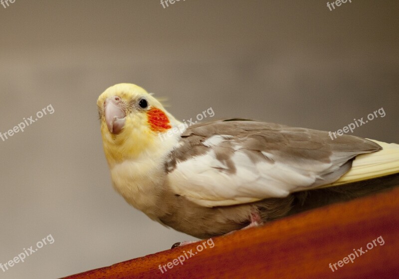 Parakeet Bird Colour Animal Wing