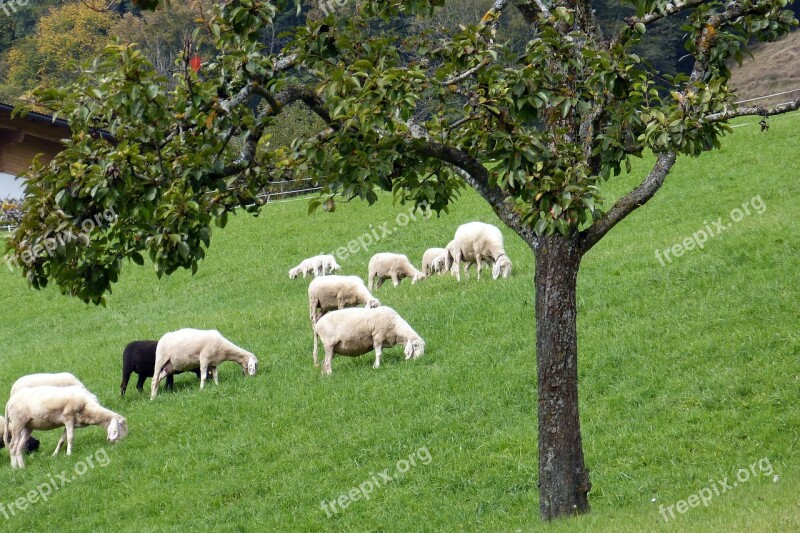 Sheep Flock Flock Of Sheep Graze Animals