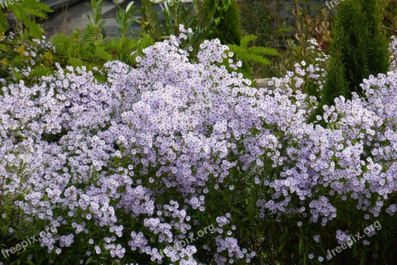 Herbstaster Flowers Bloom Purple Color