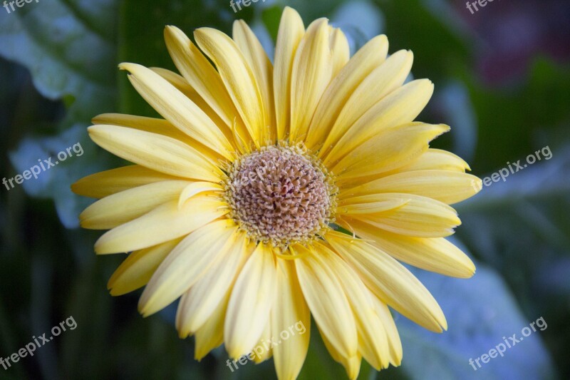 Gerbera Daisy Gerber Daisy Gerbera Gerber Daisy