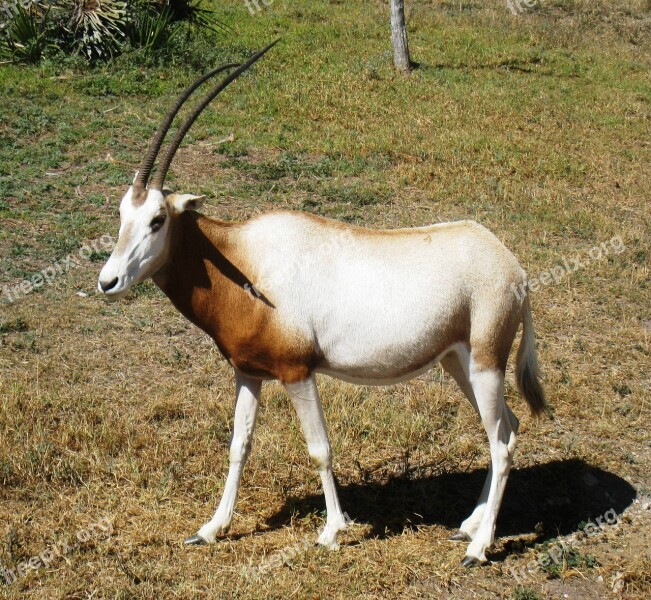 Antelope Impala Mammal Free Photos