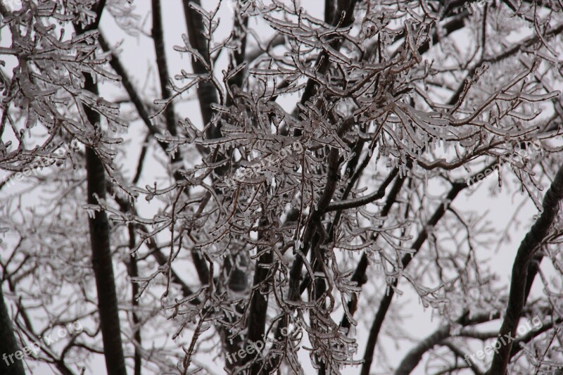 Icicles Tree Branches Ice Storm Winter