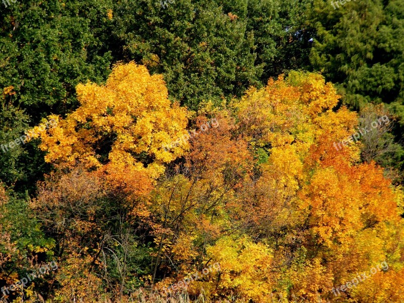 Trees Autumn Landscape Leaf Feerie