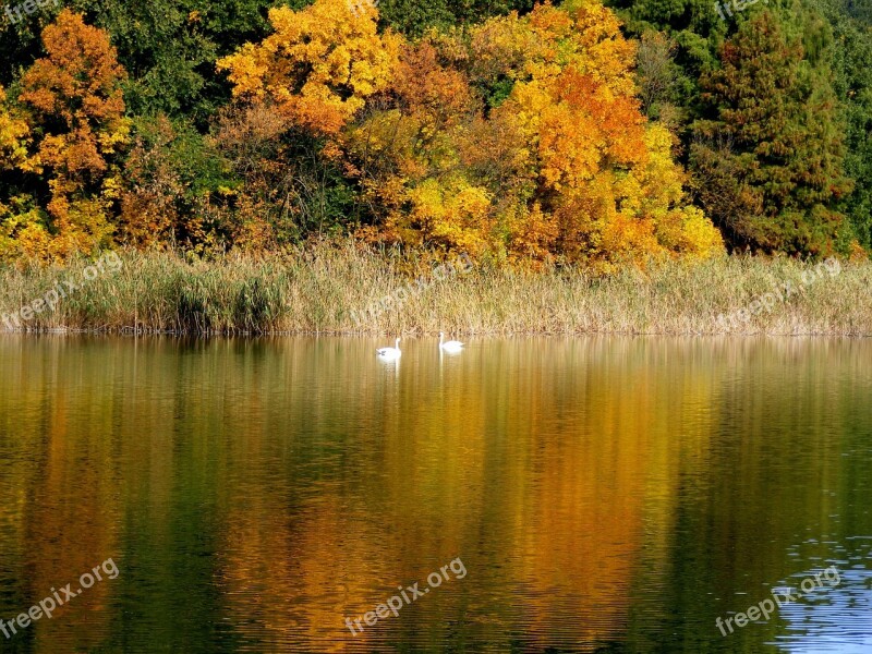 Autumn Landscape Lake Swans Trees