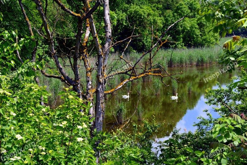 Landscape Lake Swan Forest Water