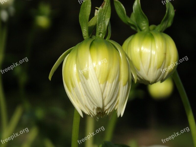 Dahlia Flower Bud Flower Blossom White