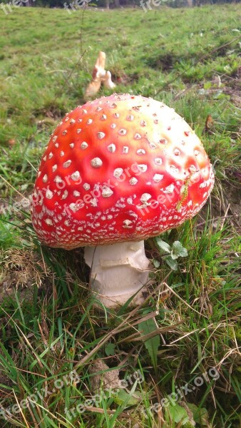 Fly Agaric Nature Colorful Red Green