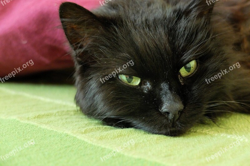 Cat Cat's Eyes Black Cat Mieze Lazy