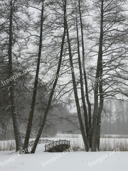 Winter Trees Web Cold Nature