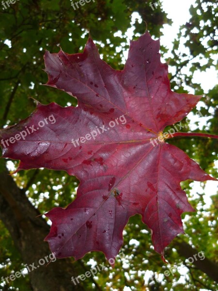 Leaf Leaves Fall Foliage Autumn Leaf Veins