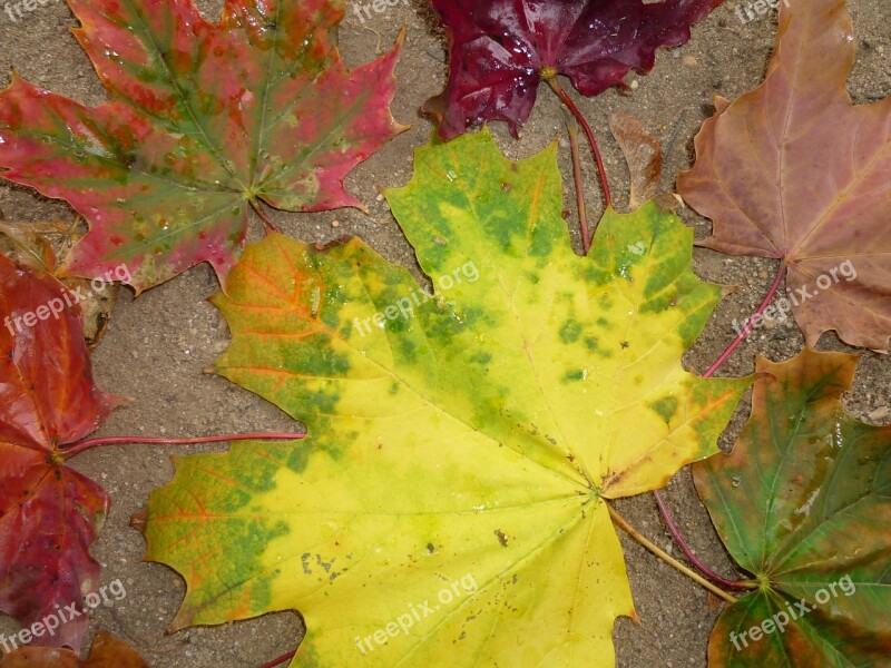 Leaves Autumn Fall Foliage Fall Color Golden Autumn