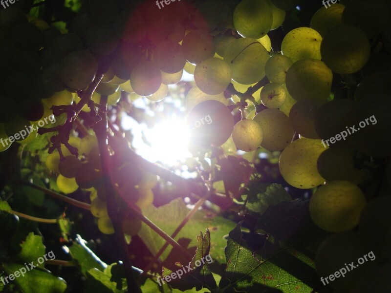 Sun Grapes Vine Free Photos