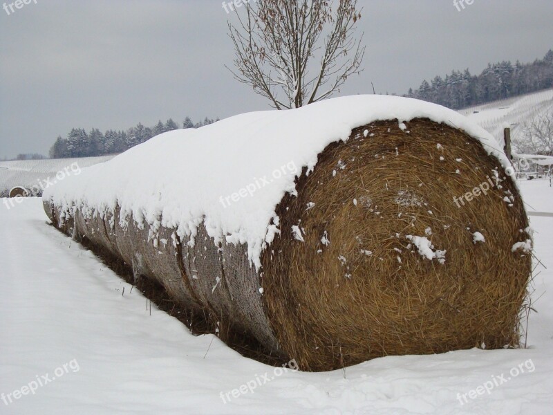 Straw Bales Straw Hay Bales Hay Winter