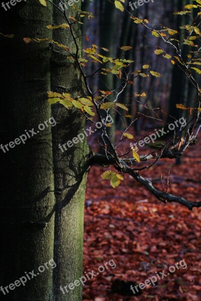 Autumn Tree Beech Leaves Forest