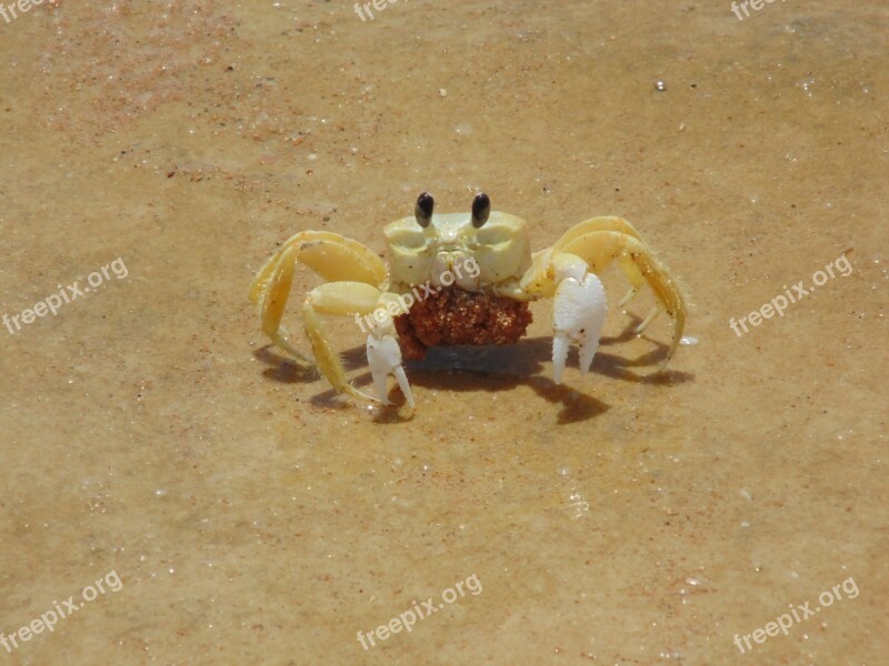 Crayfish Siri Animals Marine Crayfish With Eggs