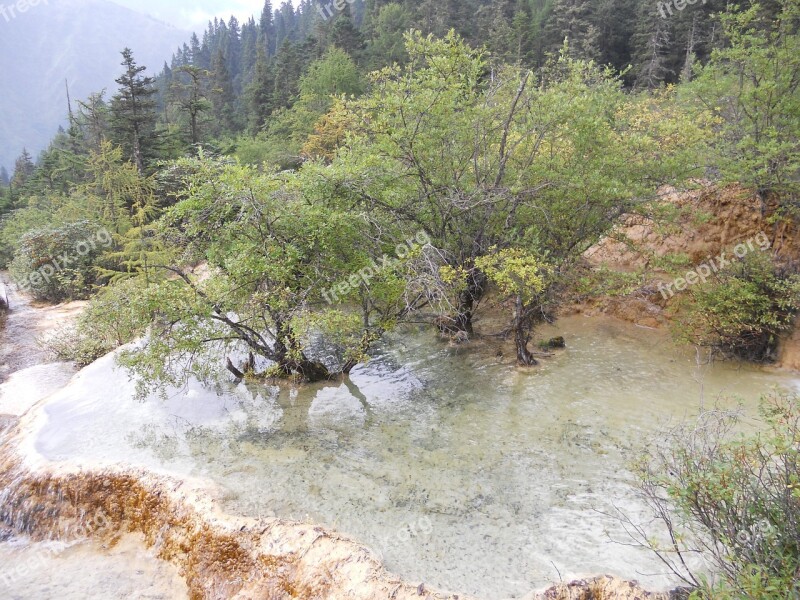 The Yellow Dragon Tree Water The Scenery Landscape