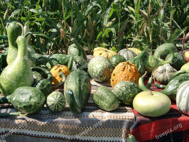 Pumpkin Green Autumn Decorative Squashes Free Photos