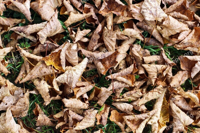 Autumn Leaves Grass Ground Dry