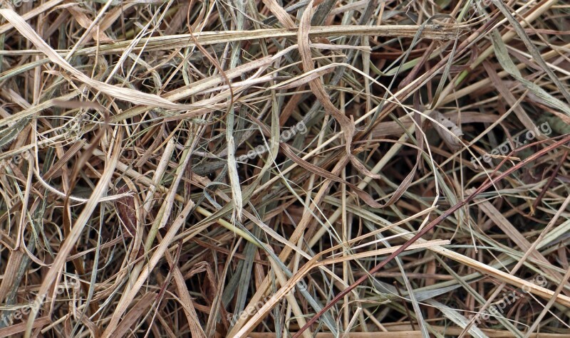 Hay Dry Dried Grass Background