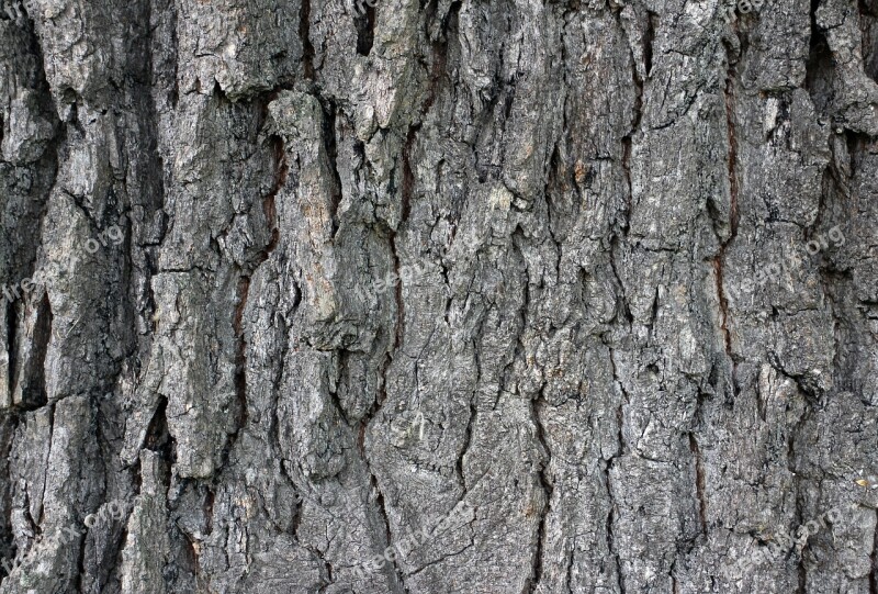 Bark Wood Tree Log Tree Bark