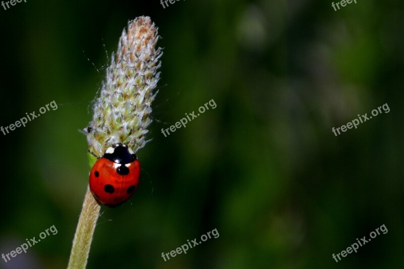 Baja Insecta Grass Flower Free Photos