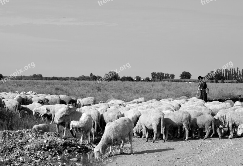 Sheep Camacho Camp Free Photos